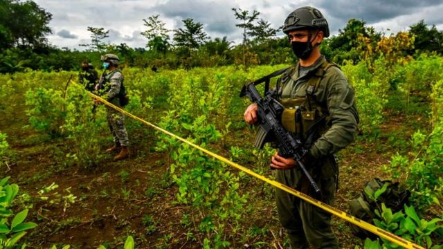 EE.UU. está 'muy preocupado' por el aumento de cultivos de coca en Colombia