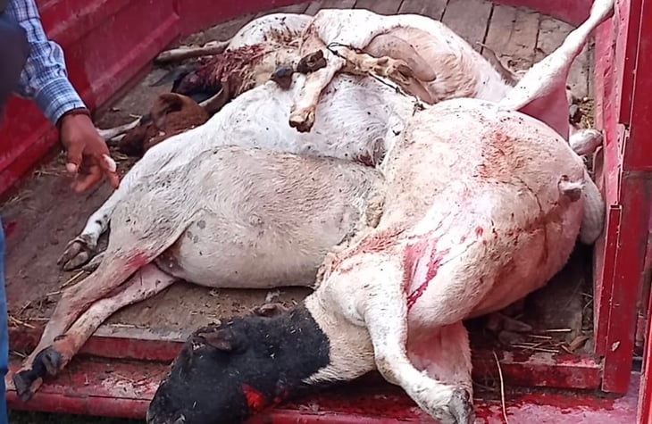 Puma sigue generando estragos al diezmar más ganados en Frontera
