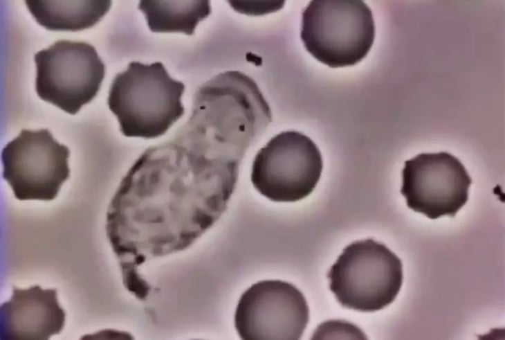 Así luce un glóbulo blanco humano persiguiendo a una bacteria, VIDEO