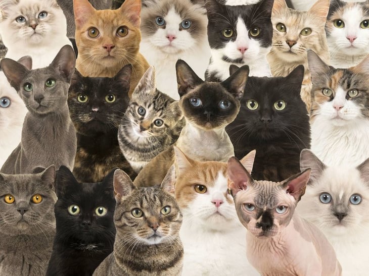 Las cinco razas de gatos más populares