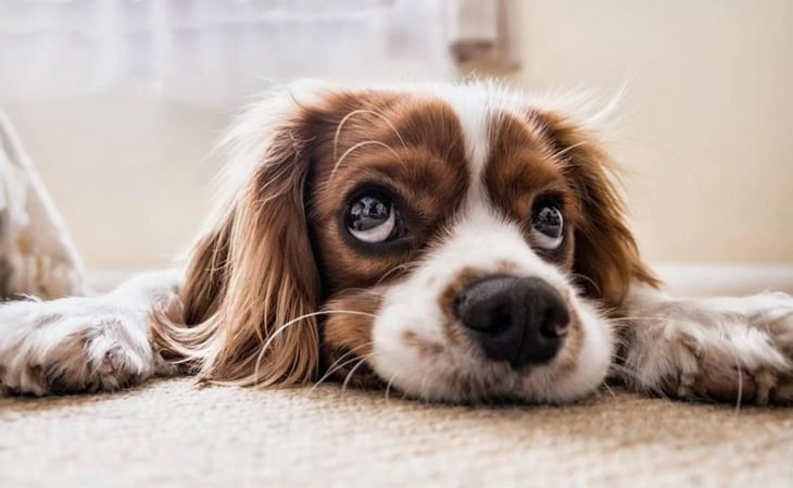 10 razones por las cuales tu perro aúlla