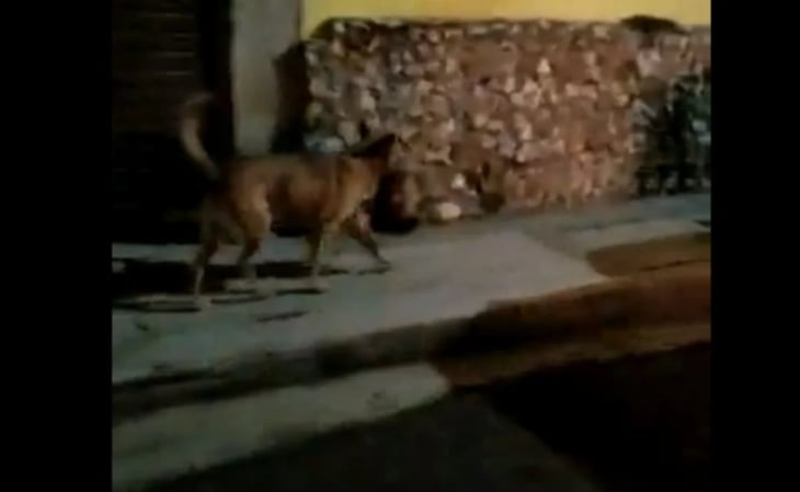  Inician proceso para identificar cabeza humana que llevaba un perro en el hocico en Zacatecas