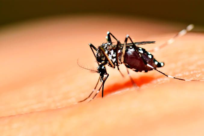 Municipio informa medidas para prevenir el dengue