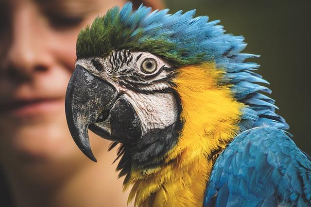 Tener aves como mascotas mejora la salud mental, aseguran expertos
