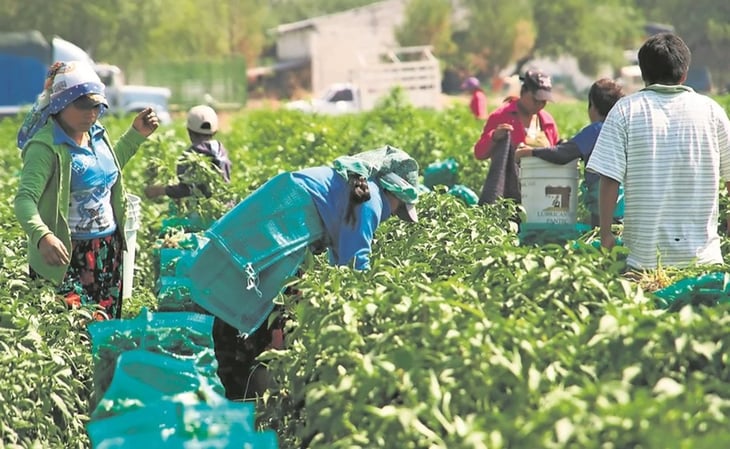 Sufren jornaleros agrícolas olvido de gobierno