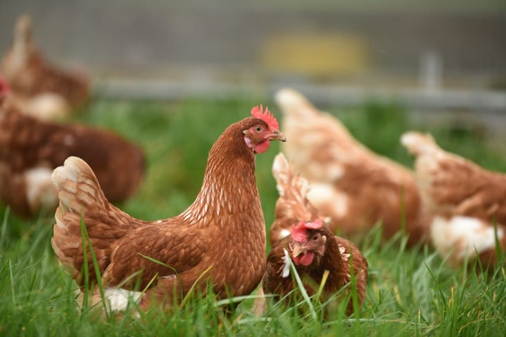 México detecta grave cepa H5N1 de gripa aviar en granjas de Nuevo León 