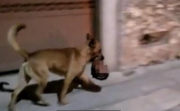 En 15 días, estos han sido los 3 avistamientos de perros paseando con extremidades humanas