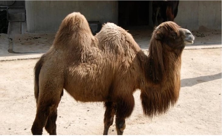 Mers, el peligroso virus del camello que preocupa ante el Mundial Qatar 2022