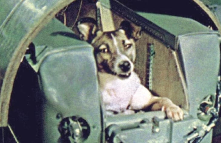Se cumplen 65 años del lanzamiento de la perra Laika al espacio