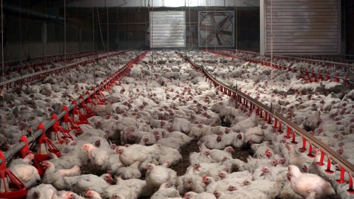 Influenza AH5N1: 250 mil toneladas de pollo en riesgo