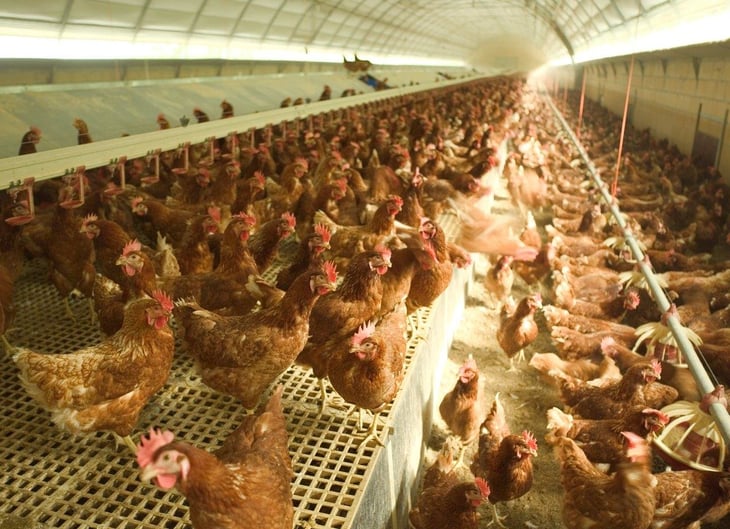 Jurisdicción Sanitaria 04 al pendiente de gripe aviar en estado vecino 