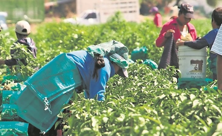 México produce café, chile, tomate y amapola con mano de obra infantil: Gobierno de EU