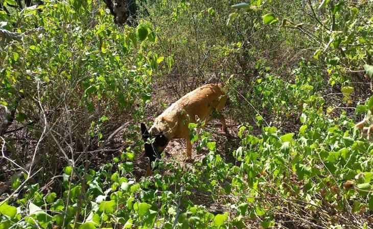 Con equipos caninos, rastrean campos en Ciudad Fernández en busca de tres mujeres desaparecidas