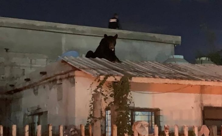 'El Oso de Frontera', rescatan a oso negro que se trepó a una casa en Coahuila