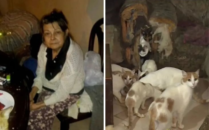 Murió mujer que vivía con más de 70 gatos en Colombia y tenía deuda de 164 mil pesos