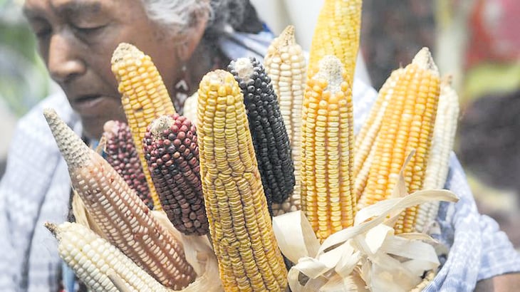 Bayer advierte que prohibir importaciones de maíz transgénico impactará en inflación 