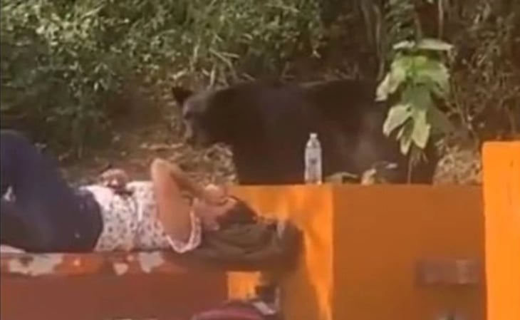 VIDEO: Joven vivió momento de terror al ser sorprendida por oso; así reaccionó