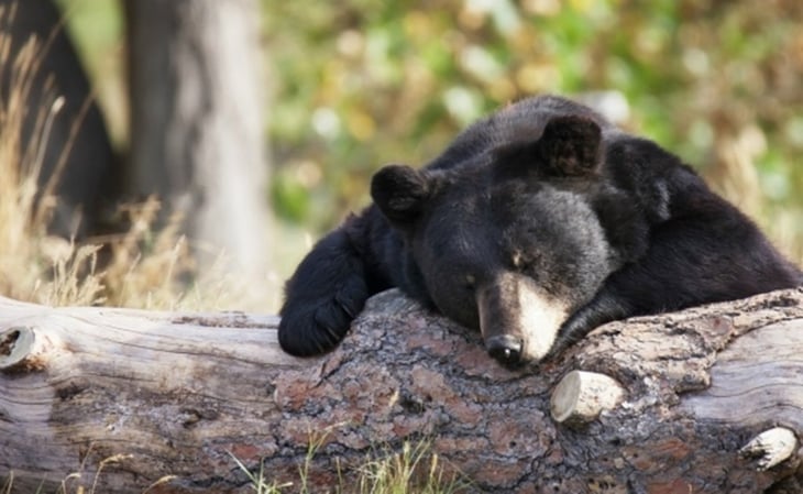 En lo que va de 2022, han muerto 22 osos negros en Coahuila, la mayoría atropellados en carreteras