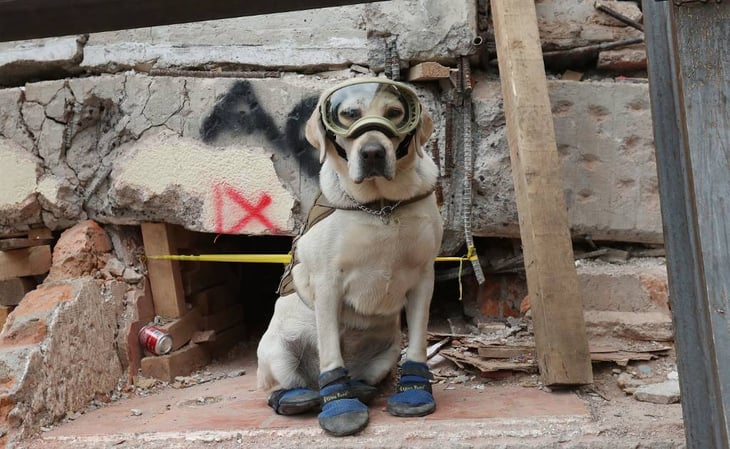 Frida, la perrita heroína de México que salvó 12 vidas en nueve años como rescatista