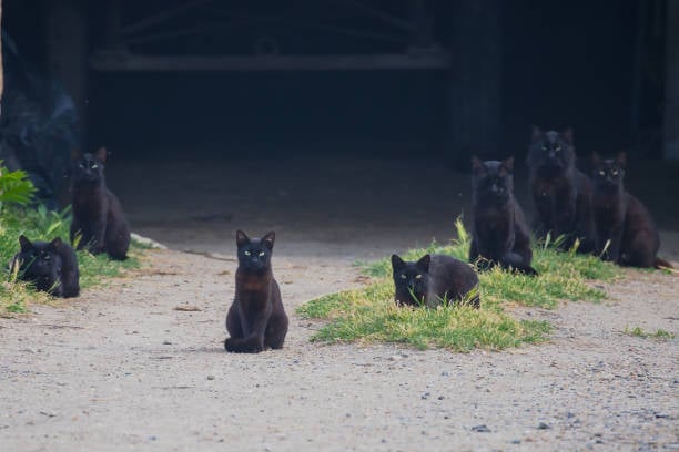 Los gatos negros y el por qué se relacionan con la mala suerte