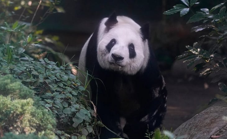 El riesgo que podrían enfrentar los osos panda por la austeridad de AMLO y Xin Xin en Chapultepec