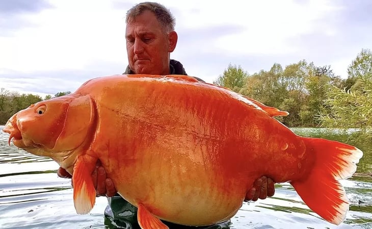 Pescador británico logra capturar a 'The Carrot' el pez dorado más grande del mundo