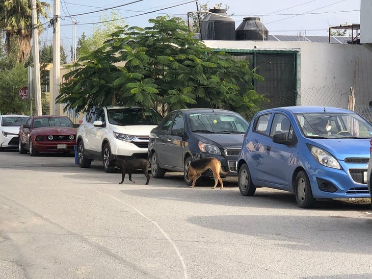 'Jauría de perros' atemoriza a los vecinos de la colonia el Pueblo 