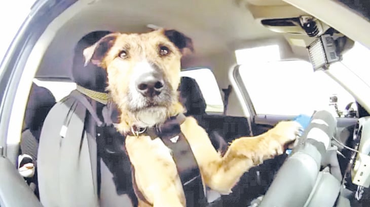 Perro se hace viral al aprender a conducir un auto con tecnología
