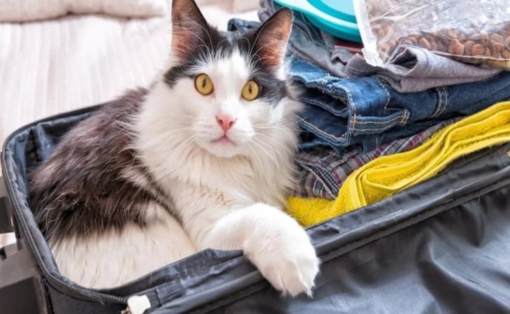 Pasajero en aeropuerto llevaba un gato vivo en su maleta; rayos X lo delataron