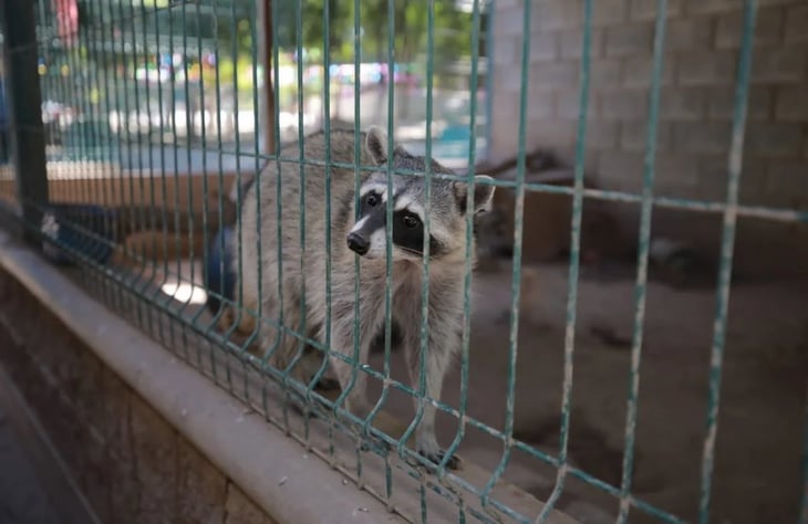 Trasladan 89 animales del zoológico de Guasave al de Culiacán