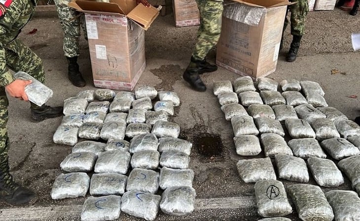 Soldados aseguran casi 700 kilos de marihuana en Halachó, Yucatán