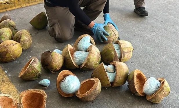 La FGR decomisó 300 kilos de fentanilo dentro de cocos en Sonora 