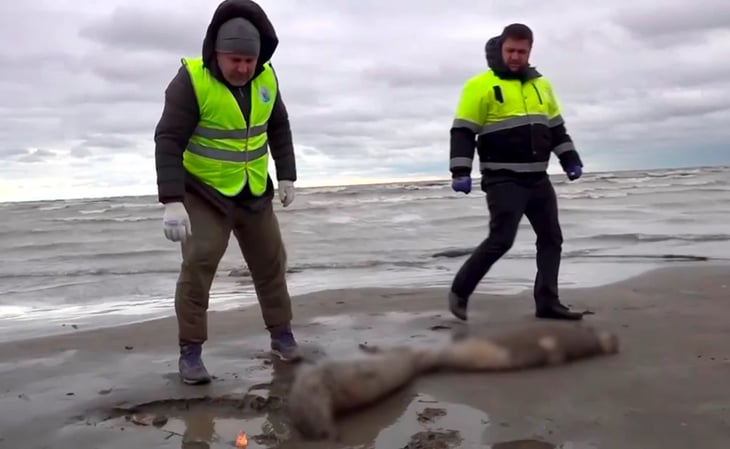 Aparecen muertas unas mil 700 focas en costas de Rusia
