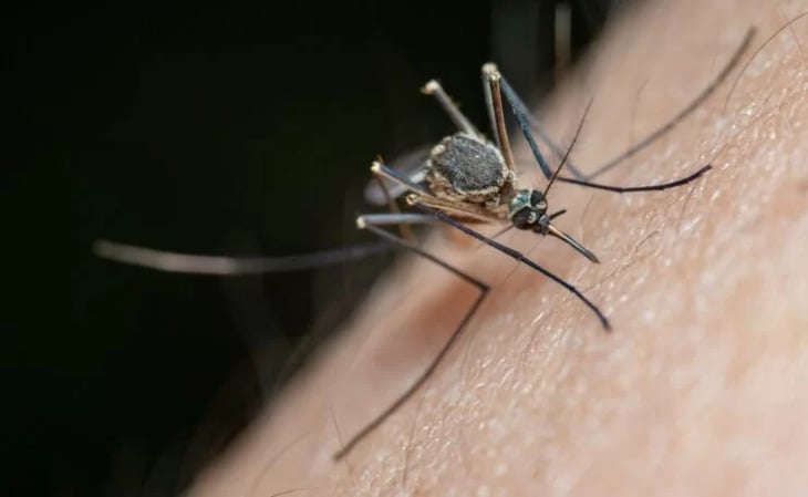 ¿Por qué los mosquitos te pican más que a otras personas?