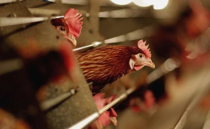 Aplicarán 34 millones de vacunas contra gripe aviar en Jalisco