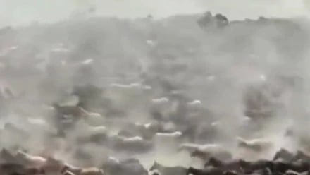 VIDEO: Decenas de caballos caminan en círculos en China, como las ovejas