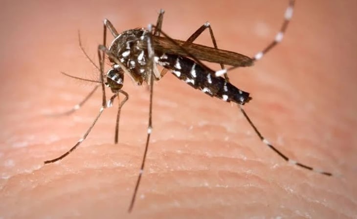 Oriente de Yucatán, en alerta por elevado número de casos de dengue