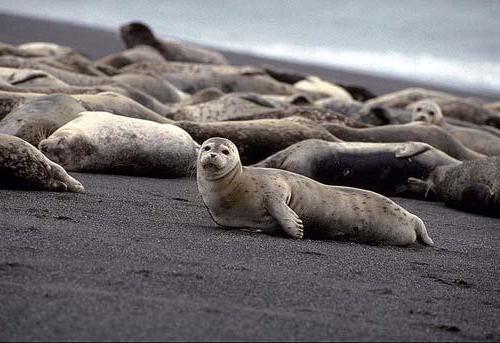 Miles de focas muertas en la costa de Rusia y nadie sabe el por qué