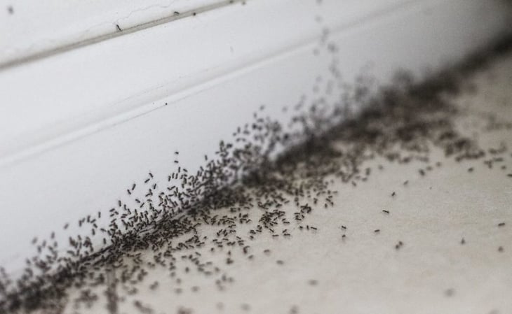 ¿Qué es bueno para que se vayan las hormigas?