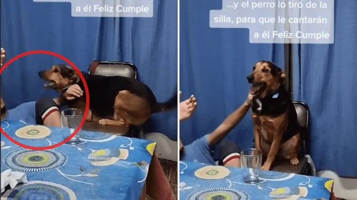 Perrito tumba de la silla a su dueño para que le canten a él feliz cumpleaños