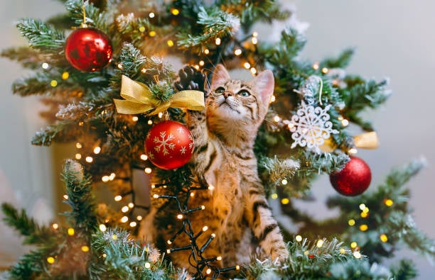 El por qué los gatos adoran los árboles de Navidad y cómo poder evitar daños