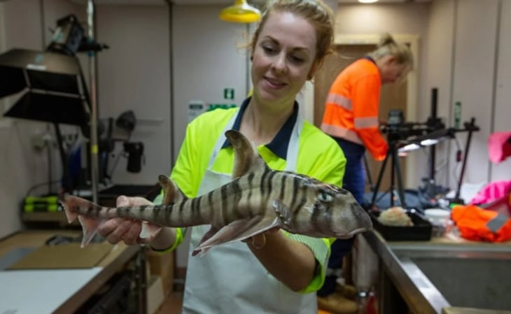 Descubren nueva especie de tiburón en Australia