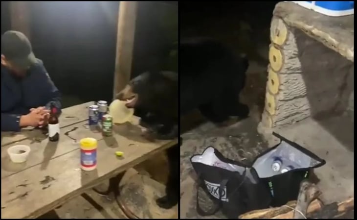 Video: “¿No quieres una cheve?”: Oso se acerca a padre e hijo en cabaña de Nuevo León