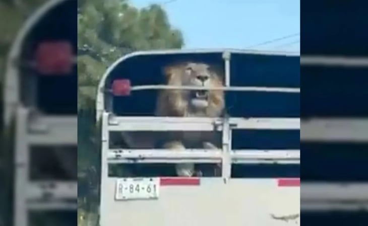 Video: Transportan a león sin medidas de seguridad; lo captan en carretera México-Toluca