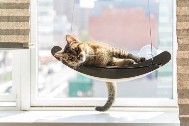 Científicos aseguran que es mejor mantener a los gatos dentro de casa