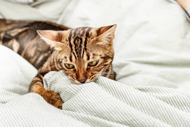 Por qué los gatos suelen muerden y amasan las cobijas