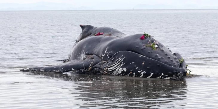 Como una bomba: la razón por la que las ballenas explotan al morirse
