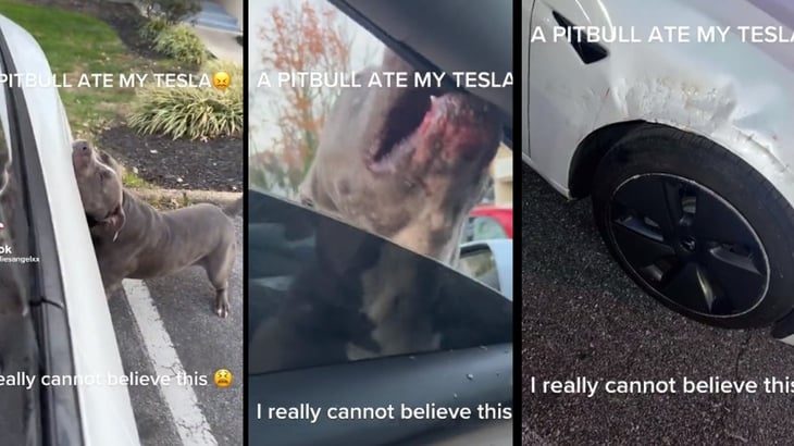 Mascota destruye Tesla a mordidas, así quedó