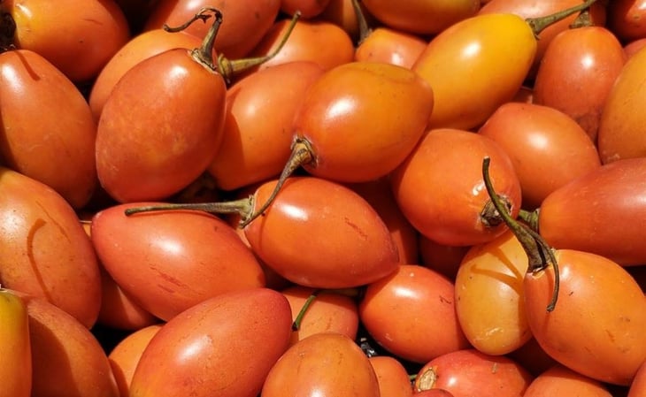 Este es el tomatillo, el jitomate ecuatoriano