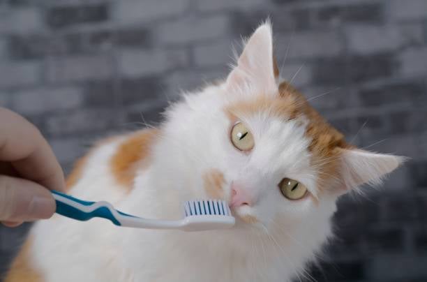 ¿Por qué hay que cepillarle los dientes a tu gato?